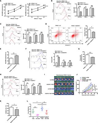 Increased Expression of Mitochondrial UQCRC1 in Pancreatic Cancer Impairs Antitumor Immunity of Natural Killer Cells via Elevating Extracellular ATP